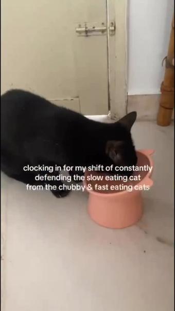 Kolektif Kucing Instagram post 5